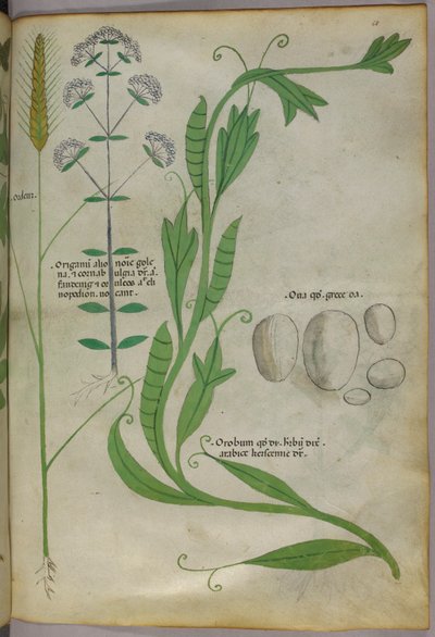 植物插图，约 1440 年（牛皮纸上的墨水和色彩） 作者 意大利学校