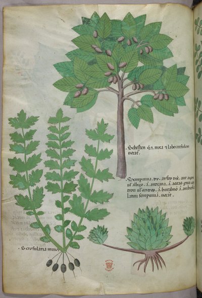 植物插图，约 1440 年（牛皮纸上的墨水和色彩） 作者 意大利学校