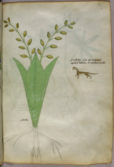 植物插图，约 1440 年（牛皮纸上的墨水和色彩） 作者 意大利学校
