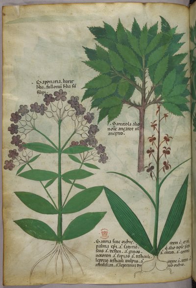 植物插图，约 1440 年（牛皮纸上的墨水和色彩） 作者 意大利学校