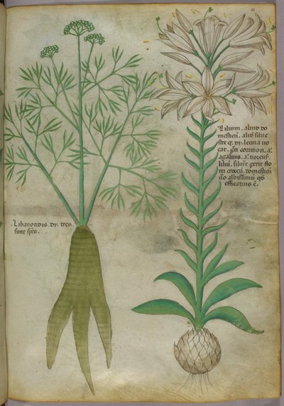植物插图，约 1440 年（牛皮纸上的墨水和色彩） 作者 意大利学校