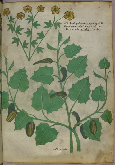 植物插图，约 1440 年（牛皮纸上的墨水和色彩） 作者 意大利学校