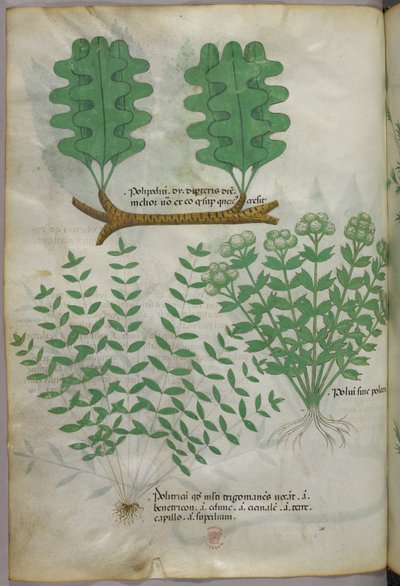 植物插图，约 1440 年（牛皮纸上的墨水和色彩） 作者 意大利学校