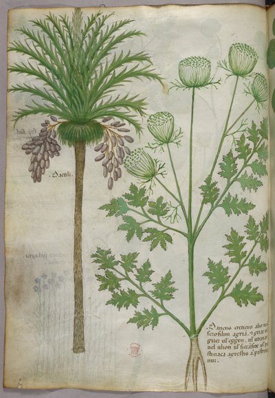 植物插图，约 1440 年（牛皮纸上的墨水和色彩） 作者 意大利学校
