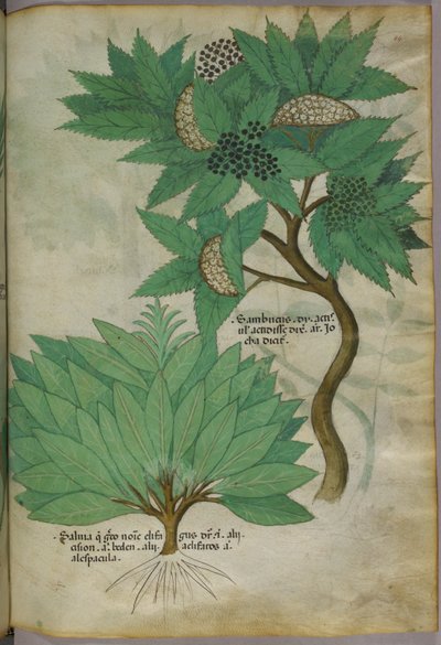 植物插图，约 1440 年（牛皮纸上的墨水和色彩） 作者 意大利学校