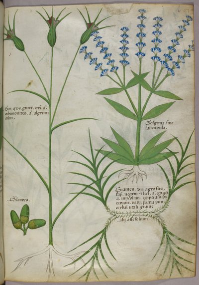 植物插图，约 1440 年（羊皮纸），约 1440 年（牛皮纸上的墨水和色彩） 作者 意大利学校