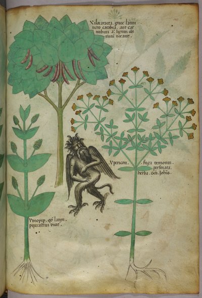 植物和恶魔的植物学插图；据说草药 Ypericon 可以驱除恶魔，约 1440 年（牛皮纸上的墨水和彩色）。 作者 意大利学校