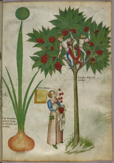 约 1440 年创作的植物插图，描绘一株植物和男孩站在一棵果树的树枝上采摘果实，并将果实扔给站在下面的一位女士（牛皮纸上的墨水和彩色图案） 作者 意大利学校