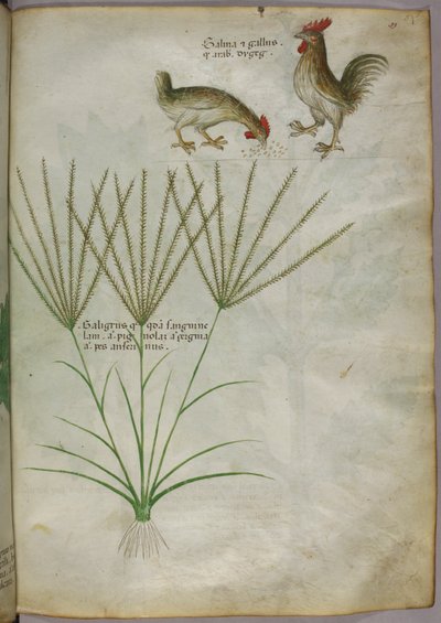 植物和两只公鸡的植物学插图，约 1440 年（牛皮纸上的墨水和色彩） 作者 意大利学校