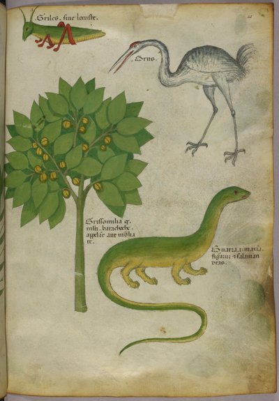 植物插图，配以蟋蟀、鹤和蝾螈，约 1440 年（牛皮纸上的墨水和色彩） 作者 意大利学校