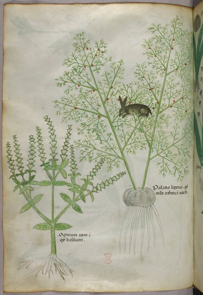 甜罗勒植物[ocimum]和芦笋间的野兔[palatio leporis]的植物插图，约 1440 年（牛皮纸上的墨水和彩色）。 作者 意大利学校