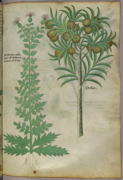 瓜树的植物学插图，约 1440 年（牛皮纸上的墨水和色彩） 作者 意大利学校