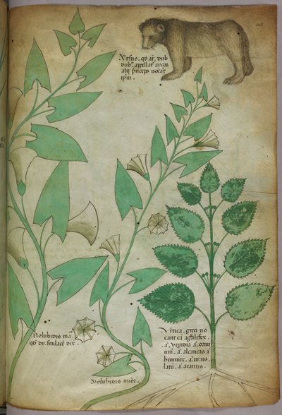植物与熊的植物学插图，约 1440 年（牛皮纸上的墨水和色彩） 作者 意大利学校