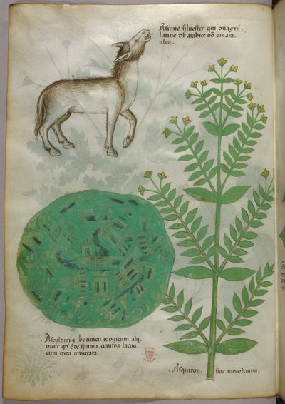 植物与马的植物学插图，约 1440 年（牛皮纸上的墨水和色彩） 作者 意大利学校