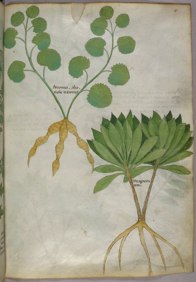 植物插图，约 1440 年（牛皮纸上的墨水和色彩） 作者 意大利学校