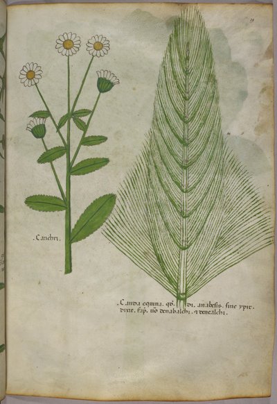 植物插图，约 1440 年（牛皮纸上的墨水和色彩） 作者 意大利学校