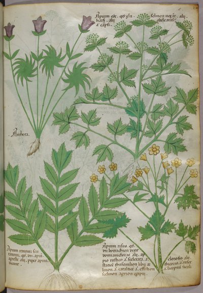 植物插图，约 1440 年（牛皮纸上的墨水和色彩） 作者 意大利学校