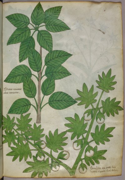 植物插图，约 1440 年（牛皮纸上的墨水和色彩） 作者 意大利学校