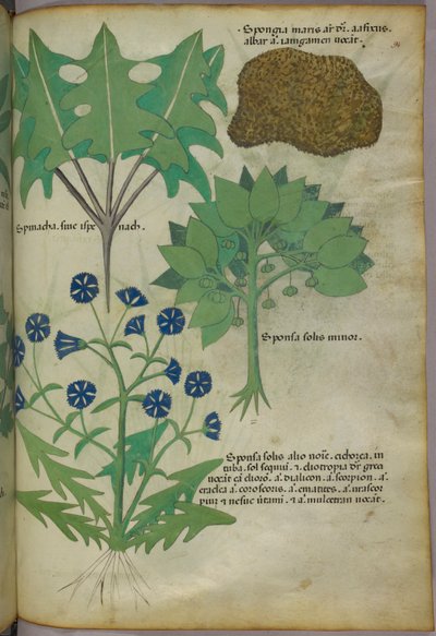 植物插图，包括一块海绵，约 1440 年（牛皮纸上的墨水和色彩） 作者 意大利学校