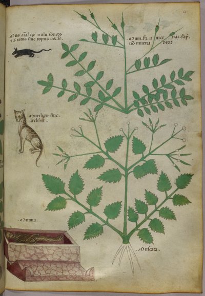 植物与豹、鼠和尸体的植物学插图，约 1440 年（牛皮纸上的墨水和色彩） 作者 意大利学校