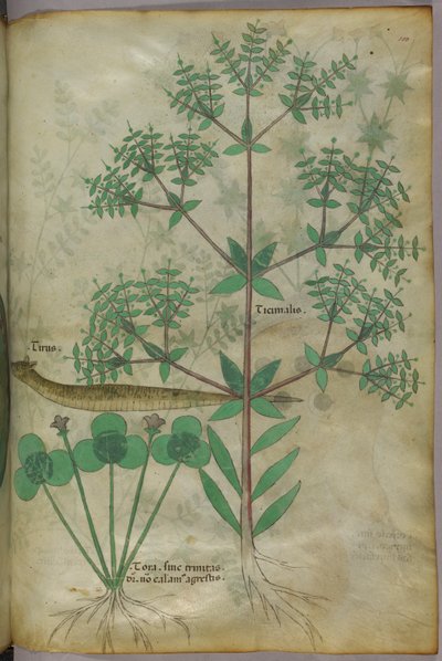 植物与动物的植物学插图，约 1440 年（牛皮纸上的墨水和色彩） 作者 意大利学校