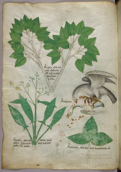 约 1440 年的植物学插图，带有一只鸟杀死一只同伴的插图（牛皮纸上的墨水和色彩） 作者 意大利学校