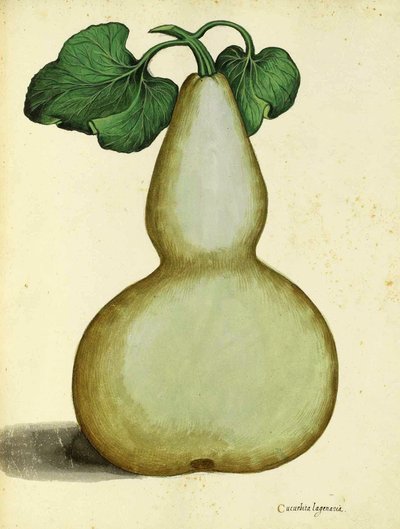 Ulisse Aldrovandi的Calabash 作者 意大利学校