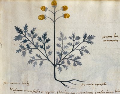 编号：CCXXXVIICCXXXVII Artemisia，来自 "Herbarium Apuleii Platonicii "的药用植物（牛皮纸上的水彩和墨水）（415715 的细节） 作者 意大利学校