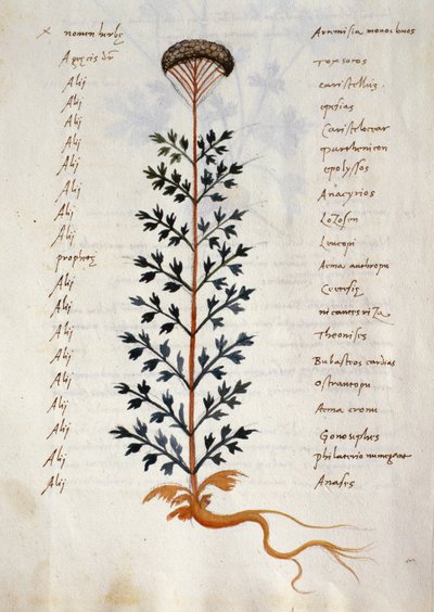 编号：CCXXXVIICCXXXVII 来自 "Herbarium Apuleii Platonicii "的药用植物青蒿（牛皮纸上的水彩和墨迹） 作者 意大利学校
