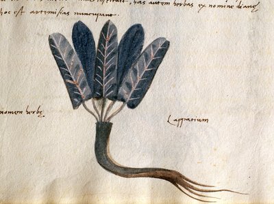 鳕鱼CCXXXVII Lapparium，来自 "Herbarium Apuleii Platonicii "的药用植物（牛皮纸上的水彩和墨水）（415715 的细节） 作者 意大利学校
