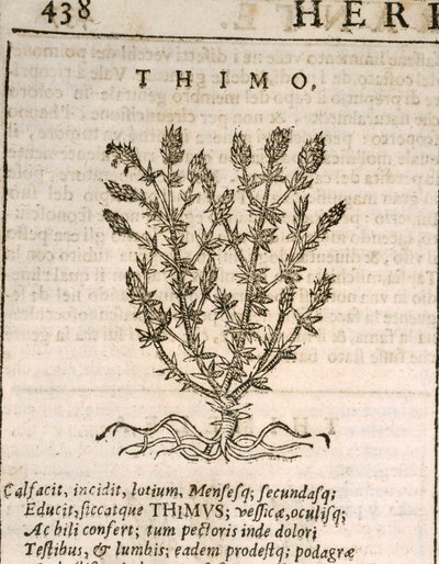 普通百里香（Thymus vulgaris），Castore Durante的雕刻作品 作者 意大利学校