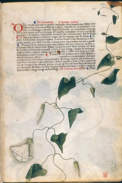 旋花草，《卡拉拉草药》插图，帕多瓦，约 1400 年（纸上金色钢笔和墨水）。 作者 意大利学校