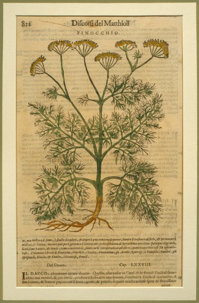 Fennel，来自Discorsi的植物板，由Pietro Andrea Mattioli（1501-77）在威尼斯出版，1570年 作者 意大利学校