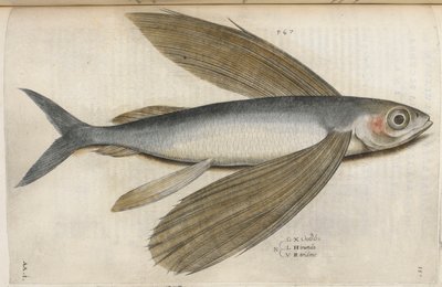 飞鱼，插图选自《Aquatilium Animalium Historiæ liber primus》，作者 Ippolito Salviani 作者 意大利学校