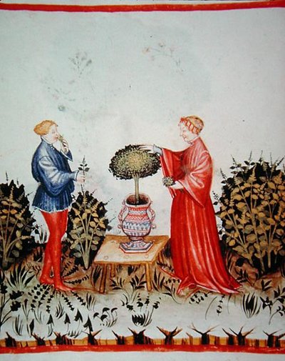 Fol.39v 收集Basilicum Curatum，来自