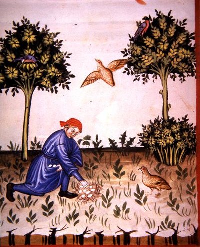 第66页收集鹧鸪蛋，插图来自《Tacuinum Santiatis Codex Vindobonensis》（牛皮纸）。 作者 意大利学校