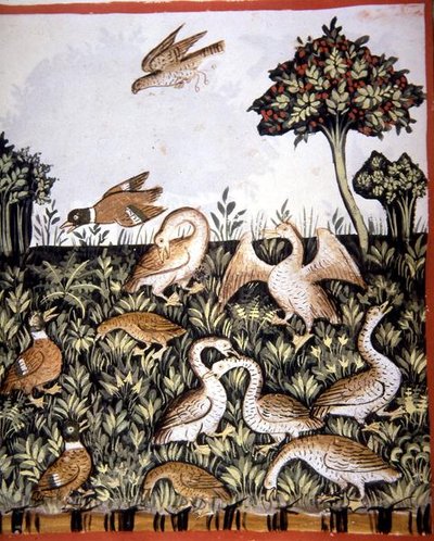 Fol.69v 鸭子和鹅，来自《Tacuinum Santiatis Codex Vindobonensis》（牛皮纸）的插图 作者 意大利学校