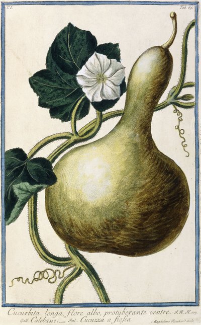 葫芦，1772-1784 作者 意大利学校