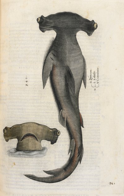 锤头鲨，插图选自 Ippolito Salviani 的《Aquatilium Animalium Historiæ liber primus》。 作者 意大利学校