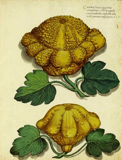 Ulisse Aldrovandi的传家宝壁球 作者 意大利学校