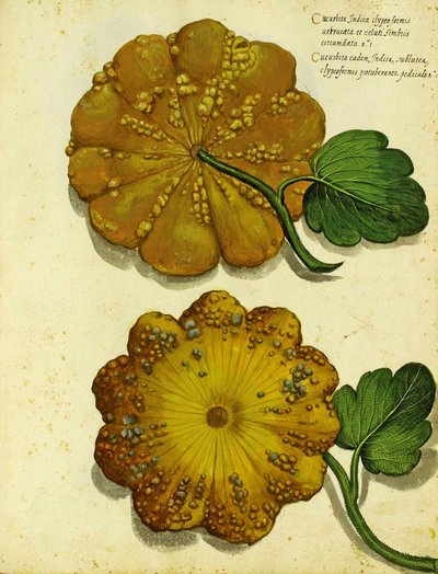 Ulisse Aldrovandi的传家宝壁球 作者 意大利学校