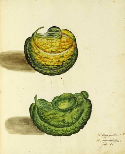 Ulisse Aldrovandi的传家宝壁球 作者 意大利学校