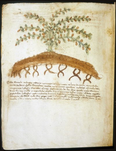 Herbarium of the 14th century. Municipal library of Rimini. 作者 意大利学校