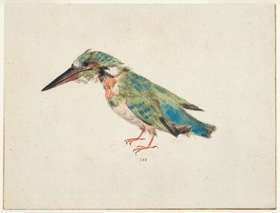 Kingfisher, c.1650-99 (black chalk, watercolor, bodycolour on laid paper, laid down, with brown ink framing lines on three edges)   1474719   zh       chinese Successfully Translated  Original: A Falconer Translat: A Falconer 1436656 zh chinese Successfull 作者 意大利学校