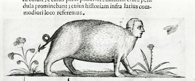 La manticore - in “De monstrorum natura causis libri duo”” by Fortunio Liceti 作者 意大利学校
