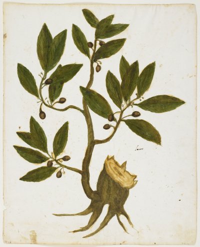 月桂树（Laurus nobilis）（wc＆tempera on paper） 作者 意大利学校