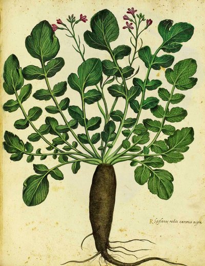 Ulisse Aldrovandi长黑萝卜 作者 意大利学校