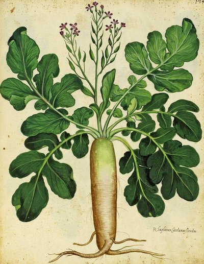 Ulisse Aldrovandi长白萝卜 作者 意大利学校