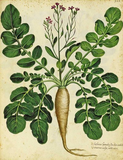 Ulisse Aldrovandi长白萝卜 作者 意大利学校