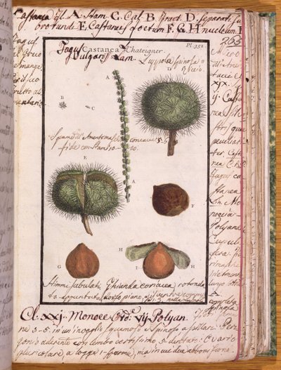 来自Dizionario di Botanica的115 Chestnut女士（纸和笔和纸上的纸） 作者 意大利学校
